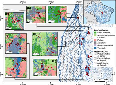 Agricultural input modifies trophic niche and basal energy source of a top predator across human-modified landscapes